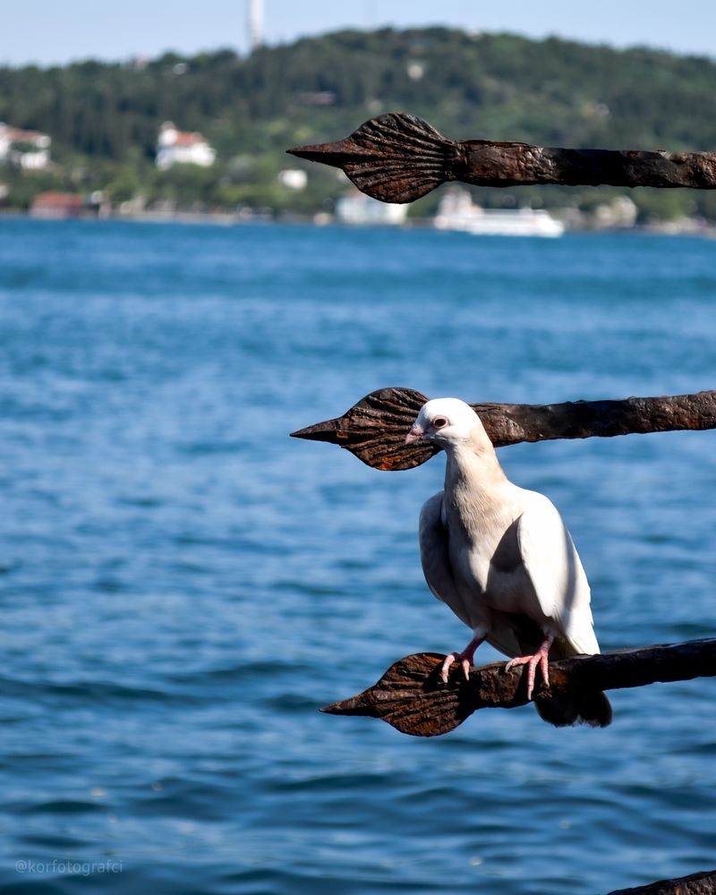 Fotoğraflı-Yorum 2 | Kuşlar